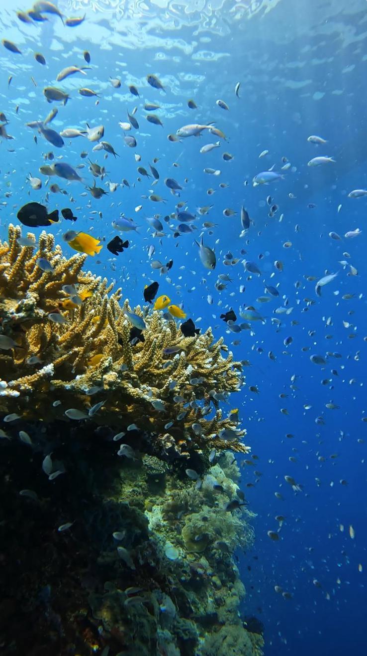 La Pang Resort 라팡리조트 Panglao Eksteriør bilde