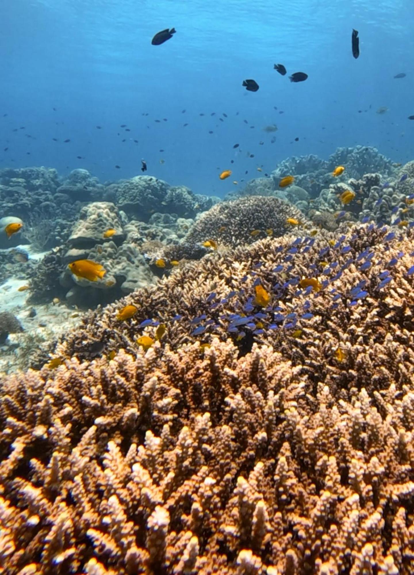 La Pang Resort 라팡리조트 Panglao Eksteriør bilde